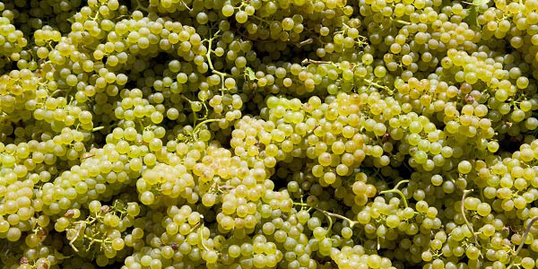 Halliday Wine Companion riesling wine grapes